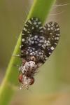 Trypetoptera punctulata