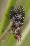 Trypetoptera punctulata