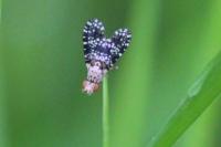 Trypetoptera punctulata