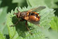 Tachina fera