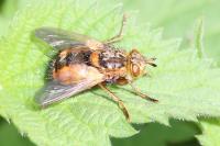 Tachina fera