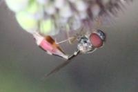 Baccha elongata
