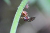 Baccha elongata