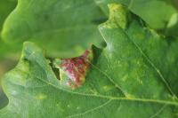 Macrodiplosis pustularis