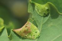 Macrodiplosis pustularis