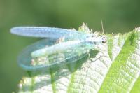 Chrysopa perla