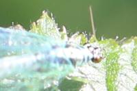 Chrysopa perla