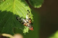 Otites porcus