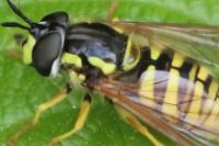 Chrysotoxum