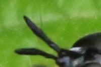 Chrysotoxum