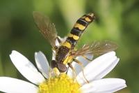 Sphaerophoria scripta