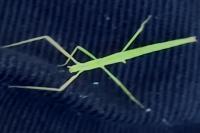 Clonopsis gallica
