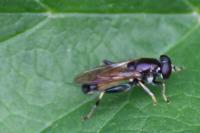 Xylota segnis