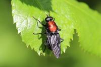 Clitellaria ephippium