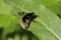 Volucella bombylans