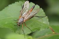 Rhagio