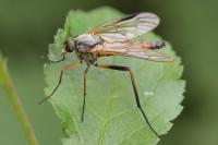 Rhagio