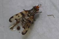 Otites porcus