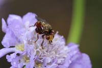 Sicus ferrugineus
