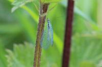 Chrysopa perla