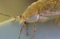 Ectobius pallidus