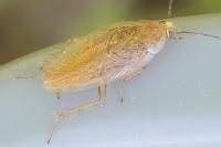 Ectobius pallidus