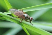 Scathophaga