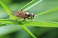 Scathophaga