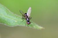 Nemopoda nitidula