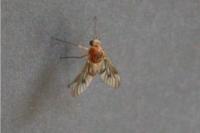 Chrysopilus