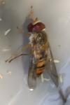 Episyrphus balteatus