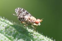 Trypetoptera punctulata