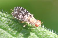 Trypetoptera punctulata