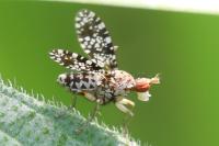 Trypetoptera punctulata
