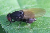 Minettia longipennis