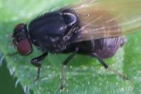 Minettia longipennis