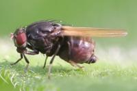 Minettia longipennis