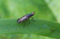 Dorycera graminum