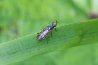 Dorycera graminum