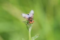 Ectophasia