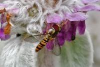 Episyrphus balteatus