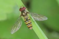 Episyrphus balteatus