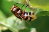 Volucella zonaria