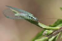 Chrysopa perla