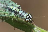 Chrysopa perla