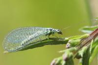 Chrysopa perla