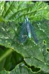 Chrysopa