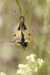 Libelloides longicornis