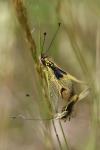 Libelloides longicornis