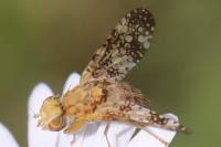 Oxyna flavipennis